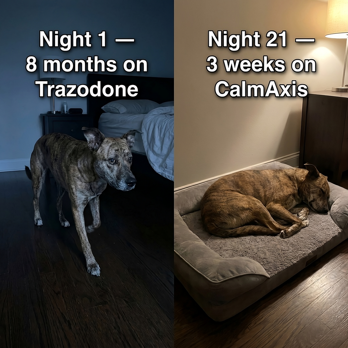 Night 1 versus night 21 on CalmAxis